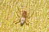 Porrhoclubiona leucaspis